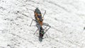 Assassin bug eating a fly