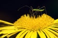 Assassin bug eat aphid