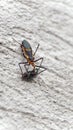 Assassin bug eating a fly