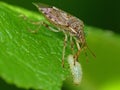 Assassin Bug Eating A Grub