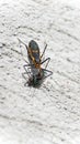 Assassin bug eating a house fly