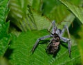 Assassin bug eating a Japanese beetle