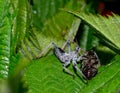 Assassin bug eating a Japanese beetle