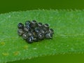 Assassin Bug Eggs on a Green Leaf Royalty Free Stock Photo