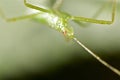 Assassin bug on a green leaf Royalty Free Stock Photo