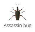 Assassin bug insect vector illustration.