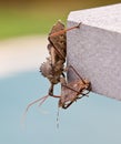 Assassin bug kills Shield bug Royalty Free Stock Photo