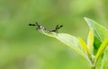 Assassin bug larvae