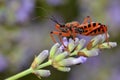 Assassin bug on lavender Royalty Free Stock Photo