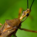 Assassin bug macro Royalty Free Stock Photo
