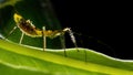 Assassin Bug nymph Royalty Free Stock Photo