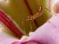 Assassin Bug nymph Royalty Free Stock Photo