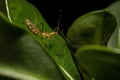 Assassin Bug nymph Royalty Free Stock Photo