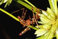 Assassin Bug nymph Royalty Free Stock Photo