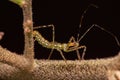 Assassin Bug Nymph Royalty Free Stock Photo