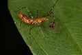 Assassin Bug Nymph preying on a Ant Royalty Free Stock Photo