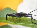 An assassin bug perched on a green leaf
