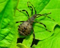 Assassin Bug Royalty Free Stock Photo