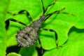 Assassin Bug Royalty Free Stock Photo