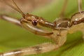 Assassin Bug portrait Royalty Free Stock Photo