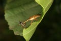 Assassin bug (Reduviidae) Royalty Free Stock Photo