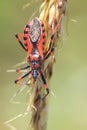 Assassin bug Rhinocoris iracundus insect Royalty Free Stock Photo