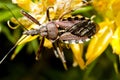 Assassin Bug (Rhynocoris cuspidatus) Royalty Free Stock Photo