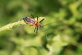 assassin bug or Rhynocoris iracundus Royalty Free Stock Photo