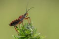 Assassin bug Rhynocoris iracundus in Czech Republic Royalty Free Stock Photo