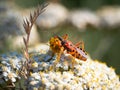 Assassin bug Rhynocoris iracundus with prey Royalty Free Stock Photo