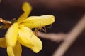 Assassin Bug on a yellow flower Royalty Free Stock Photo