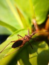 Assassin bugs are cunning killers, specialize in trickery to capture a meal.