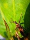 Assassin bugs are cunning killers, specialize in trickery to capture a meal.