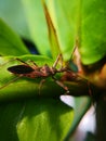 Assassin bugs are cunning killers, specialize in trickery to capture a meal.