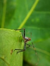 Assassin bugs are cunning killers, specialize in trickery to capture a meal.