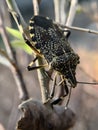 Assassin bugs are cunning killers, specialize in trickery to capture a meal.