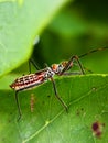 Assassin bugs are cunning killers, specialize in trickery to capture a meal.