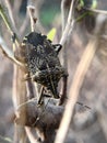 Assassin bugs are cunning killers, specialize in trickery to capture a meal.