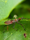 Assassin bugs are cunning killers, specialize in trickery to capture a meal.