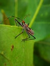 Assassin bugs are cunning killers, specialize in trickery to capture a meal.