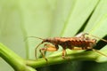 Assassin bugs detail characteristics