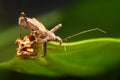 Assassin bugs feature