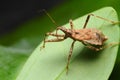 Assassin bugs characteristics