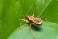 The tail characteristics of the assassin bugs