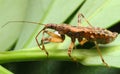 Assassin bugs to hide in the plant