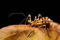 Assassin bugs, The Reduviidae sp., Analamazaotra National Park, Madagascar wildlife Royalty Free Stock Photo