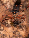 Assassin Bugs preying on a wasp