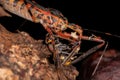 Assassin Bugs preying on a wasp