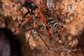 Assassin Bugs preying on a wasp