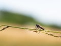 Assassin fly Asilidae sp., robber fly on grass